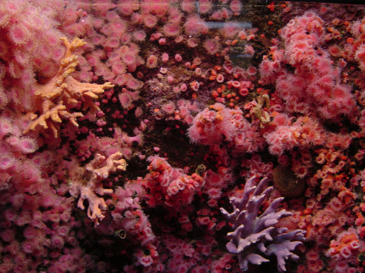 corals and sea corals with lots of water in front