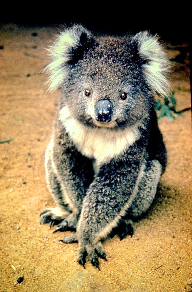 a koala looks directly like the face of a young baby