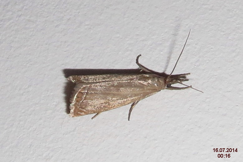 a large moth with thin legs sitting on a wall