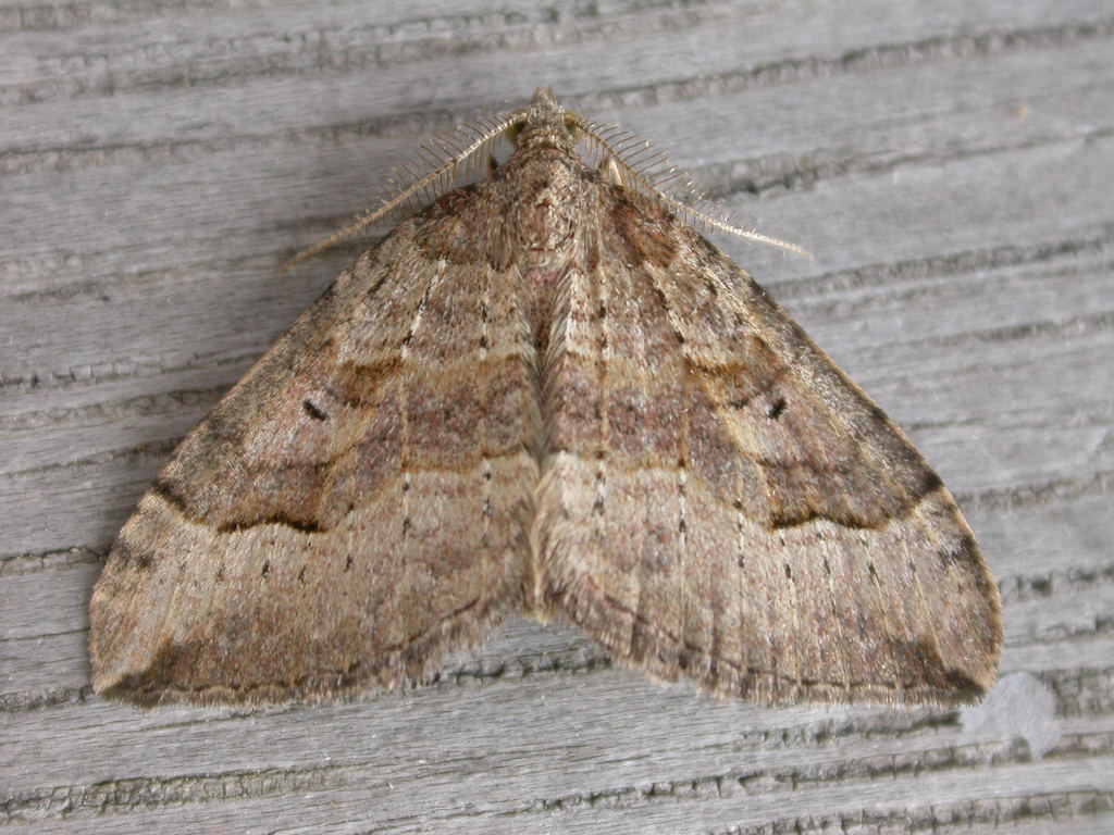 a large brown moth is sitting on a gray wood
