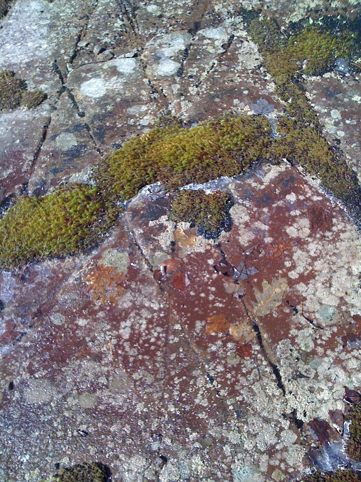 a rock has some green and red moss growing on it