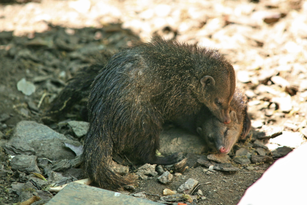 a bear laying on top of rocks and gravel