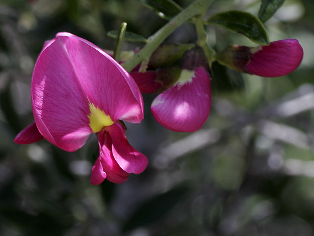 the flower is bright pink and has yellow stamens