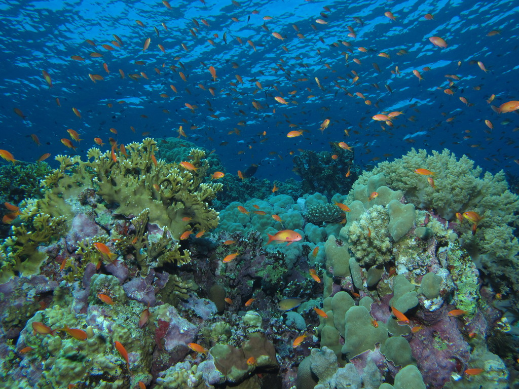a bunch of small fish swimming over a large coral reef