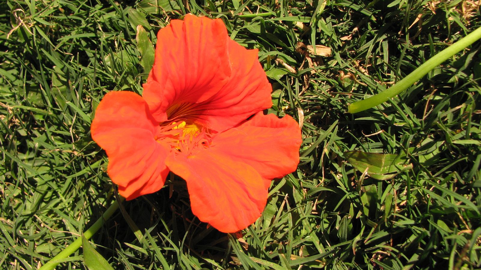 the red flower is sitting in the grass