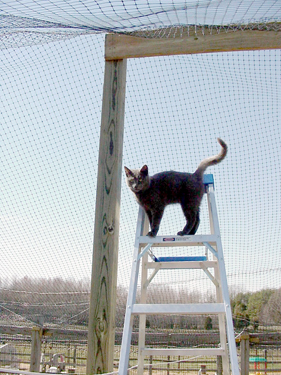 black cat standing on step ladder in fenced area