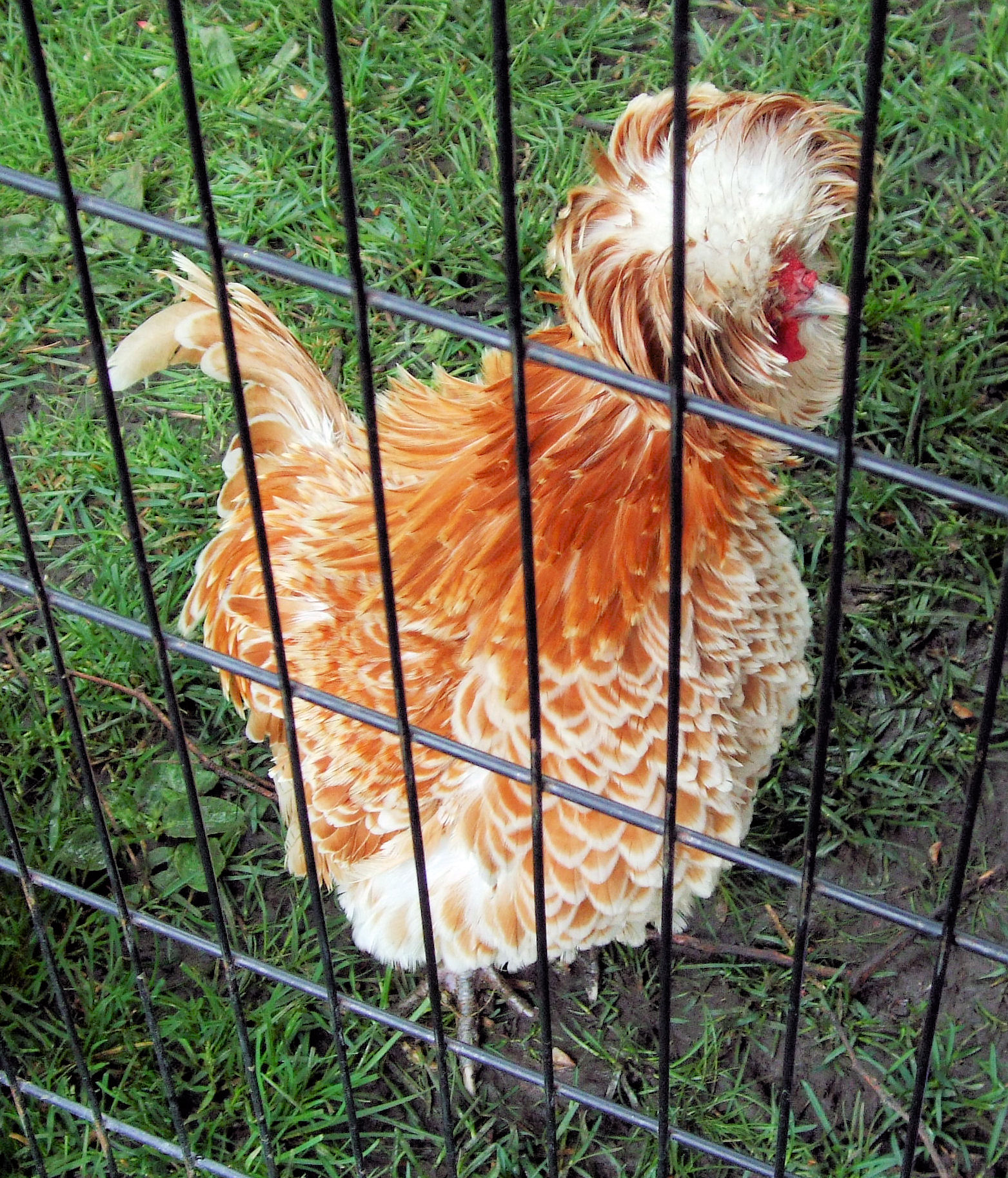 the chicken is inside of the cage in the yard