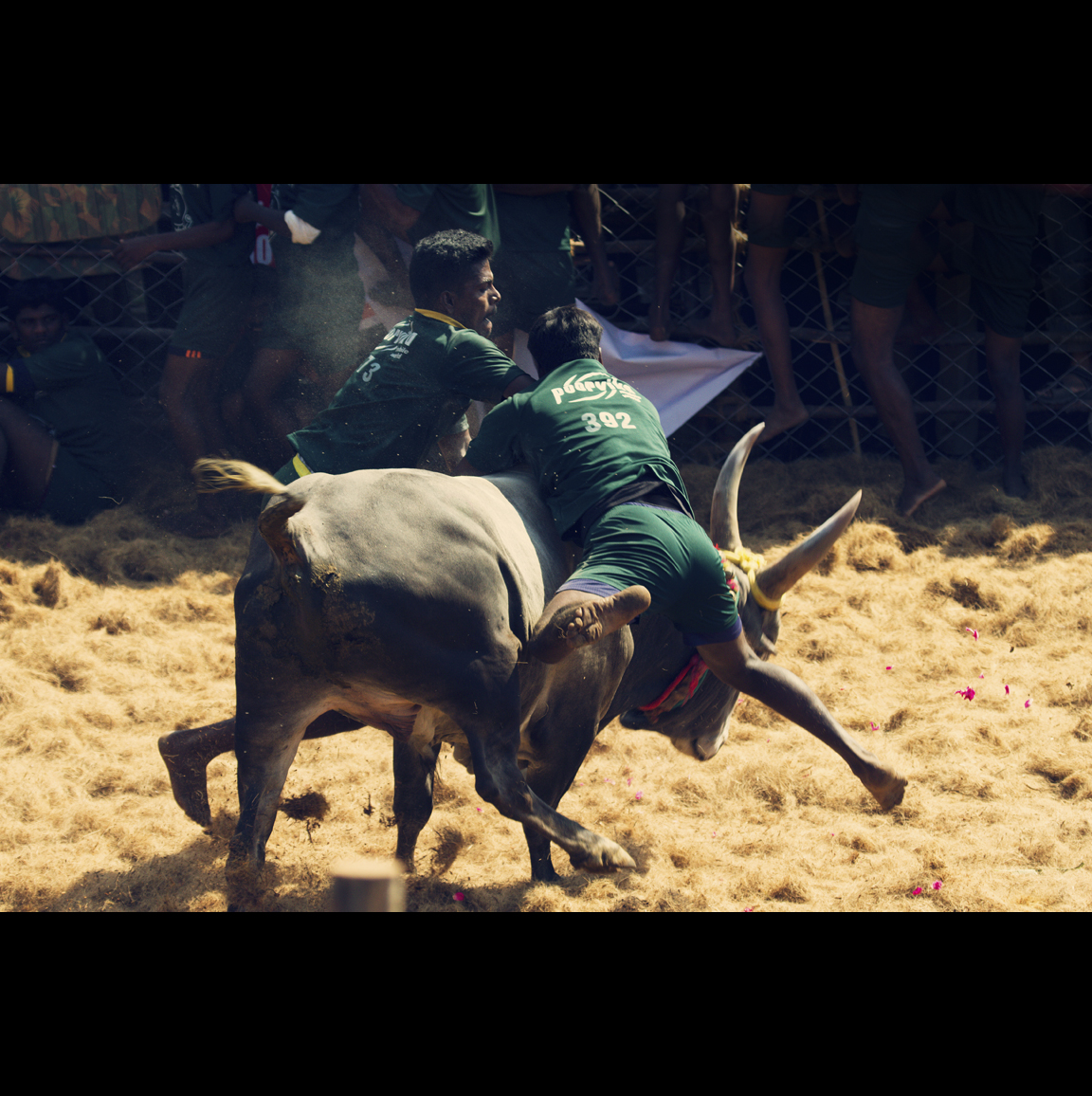 a couple of men riding on the back of bulls