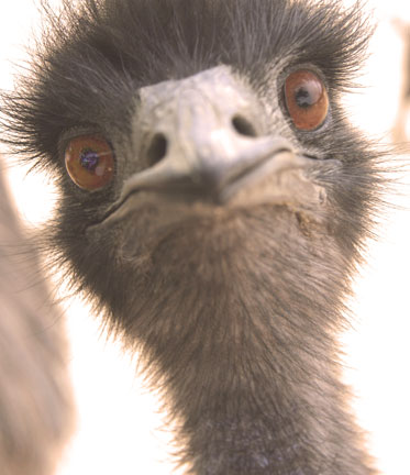 an emu looks towards the camera while in its enclosure