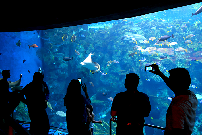 several people watching fish swim at an aquarium