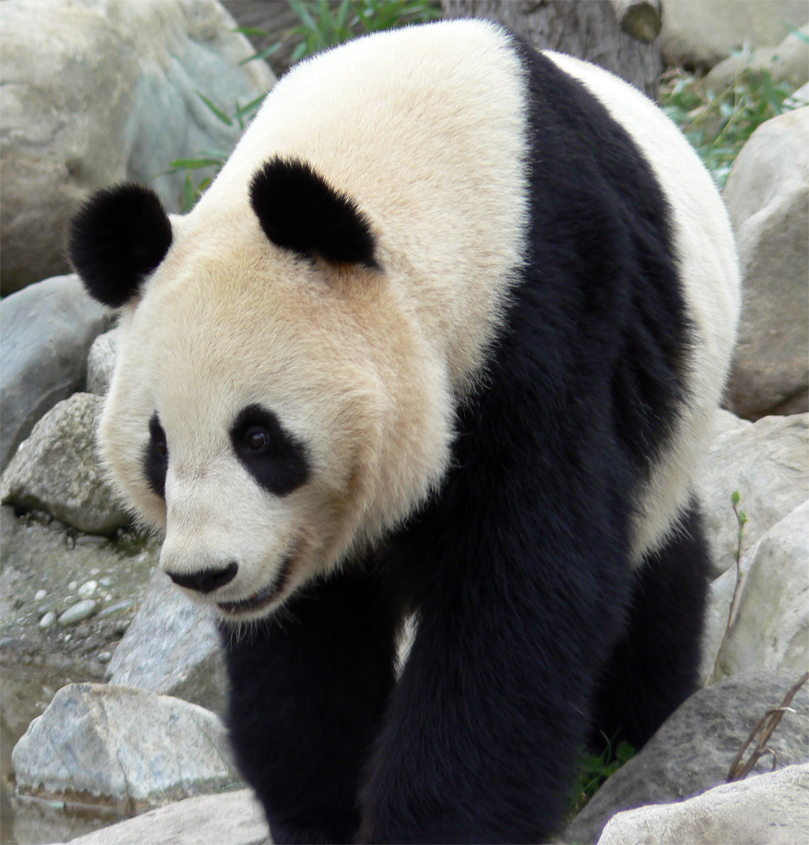 a panda bear walking over a pile of rocks