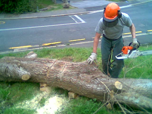 a man with a chainsaw  through the side of a tree