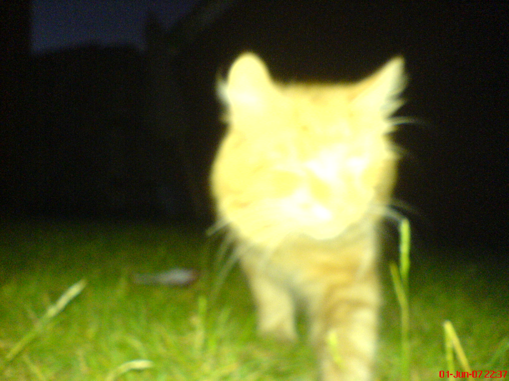 a cat walking on grass at night with its eyes closed