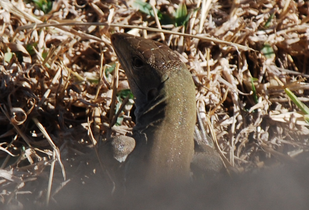 a lizard sits in dry grass with a blurry background