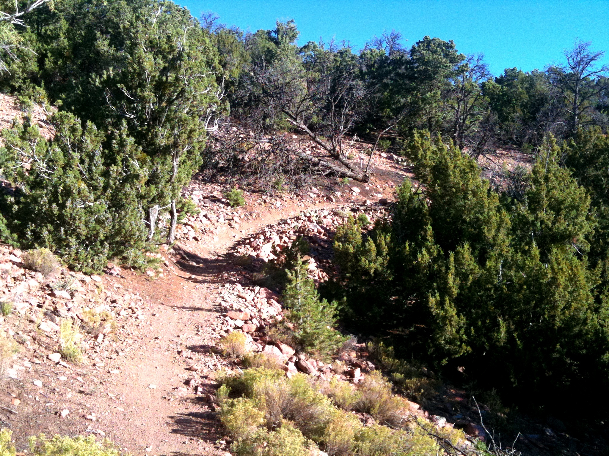 the trail has rocks and trees on it