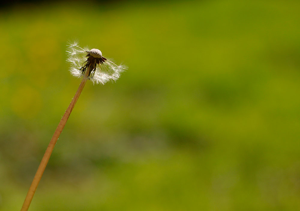 a close up view of the seed and the end of a flower