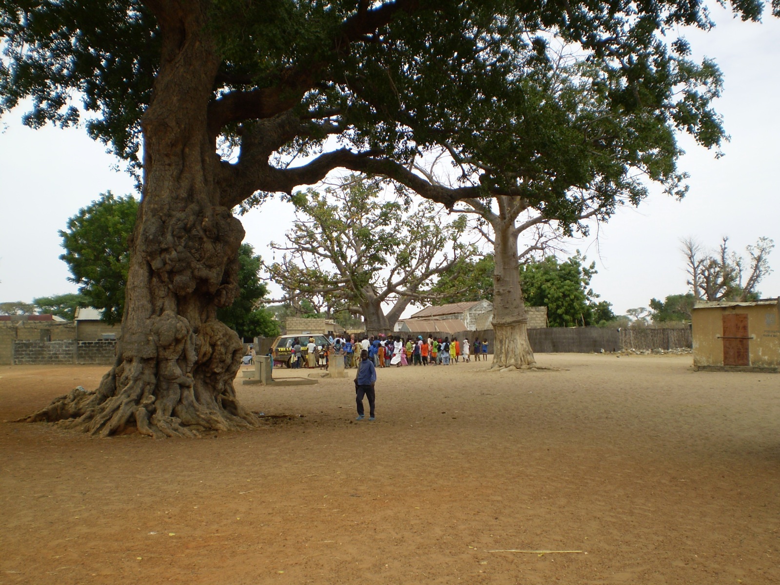 a man in the dirt under a large tree