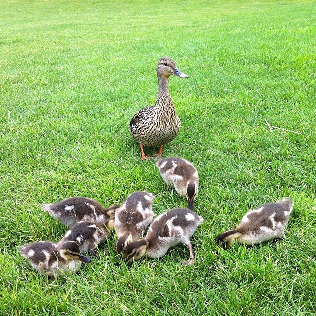 five ducklings are sitting around in a field