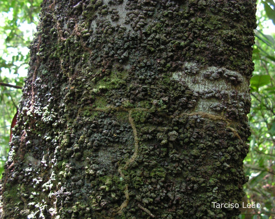 a tree that is covered with moss with many tiny vines