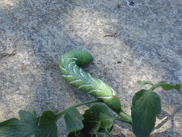 a green caterpillar on a rock in the shade