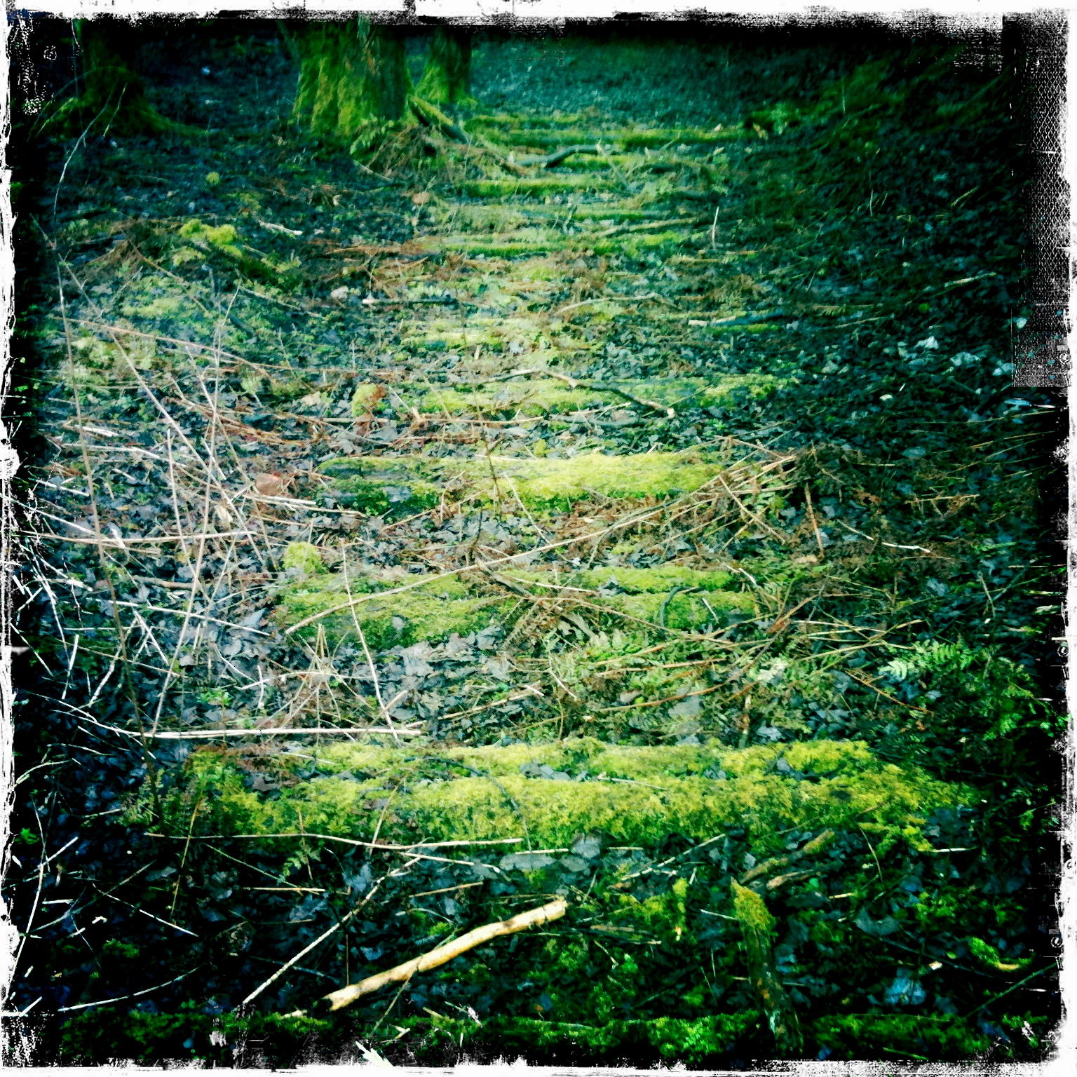 a patch of grass is shown in the woods