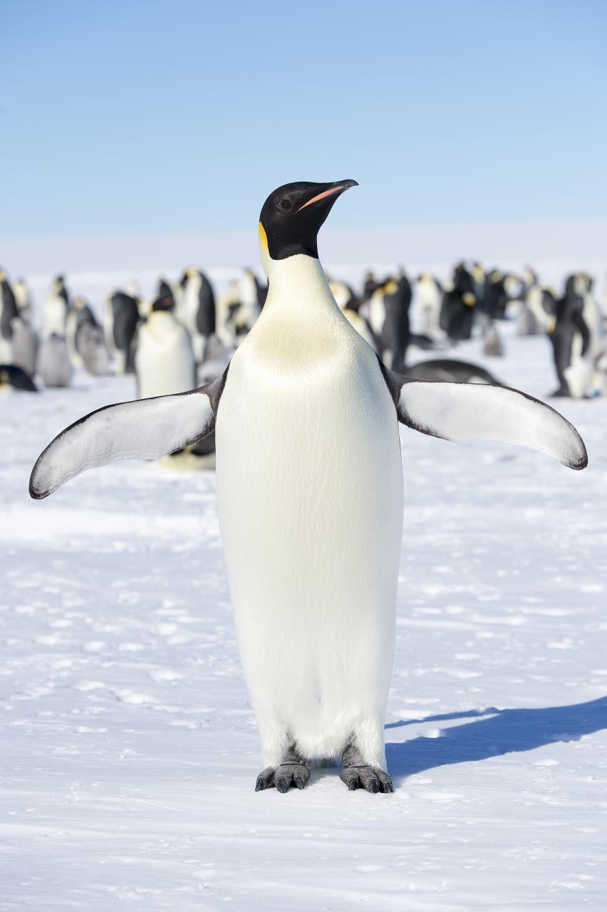 there is a penguin with its wings outstretched