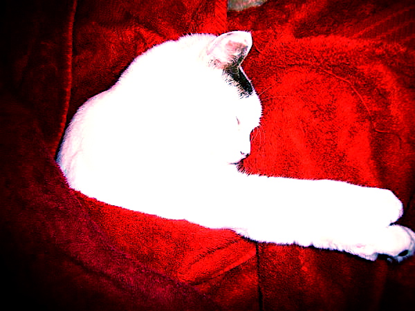 the white cat is asleep on the red blanket