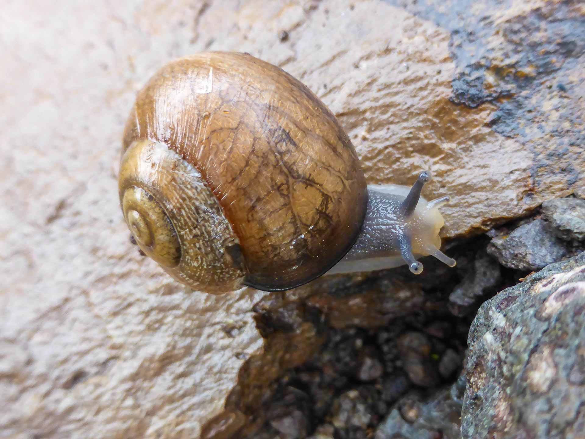 a snail on a stone background crawling away from the camera