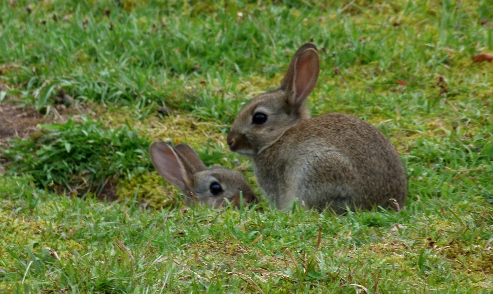 two bunny rabbits in a field of green grass