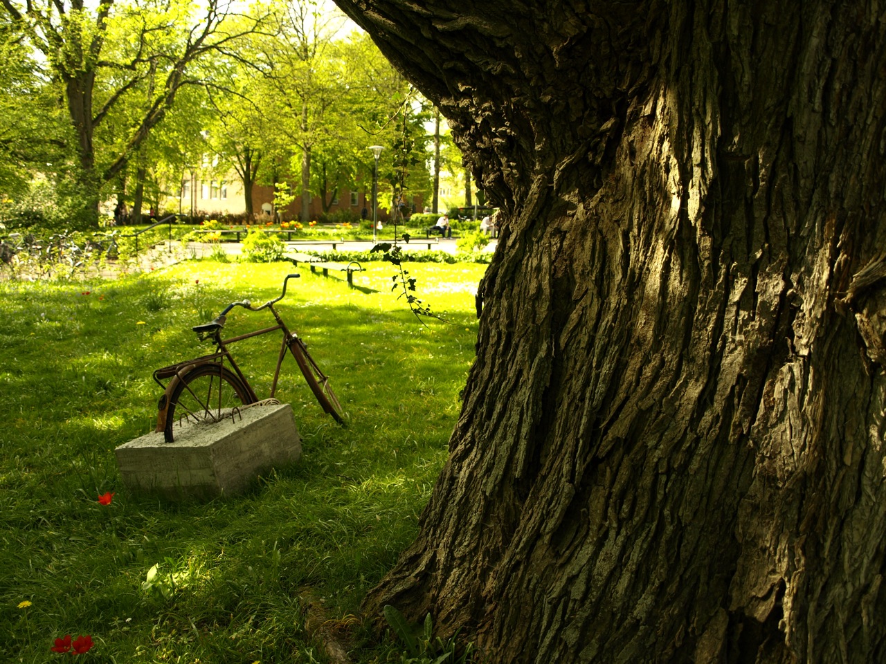 a bike sitting in the grass underneath a tree