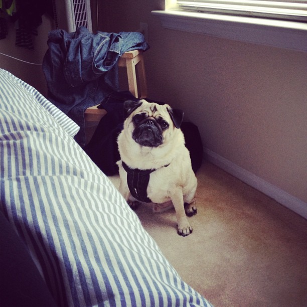 a small pug is standing next to a big bed