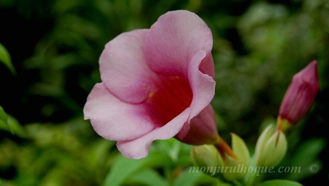 a pink flower blooming in the middle of green plants