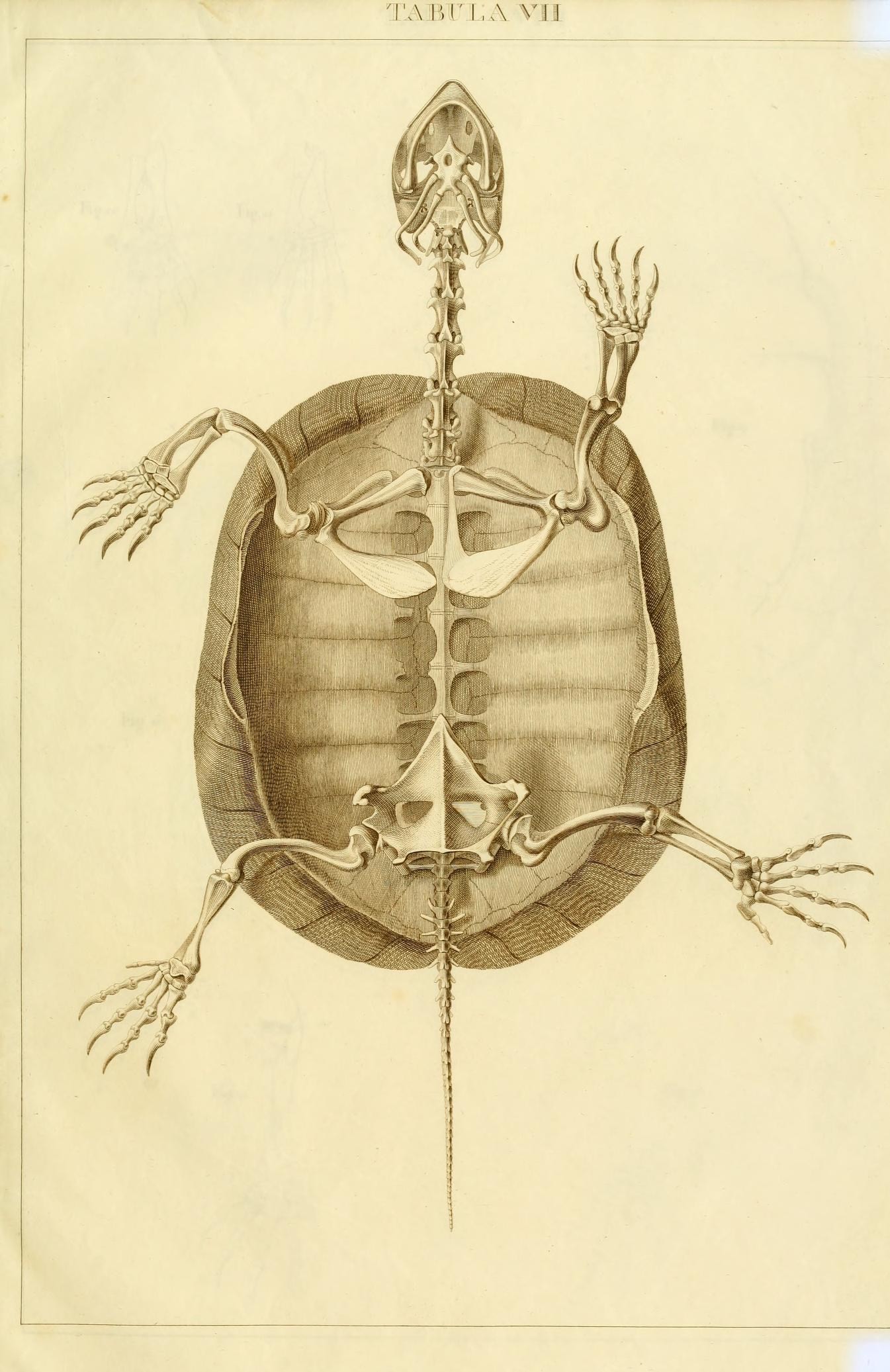 the anatomy of the small intestective from a book