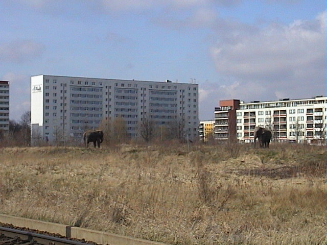 a brown and gray field with buildings in background