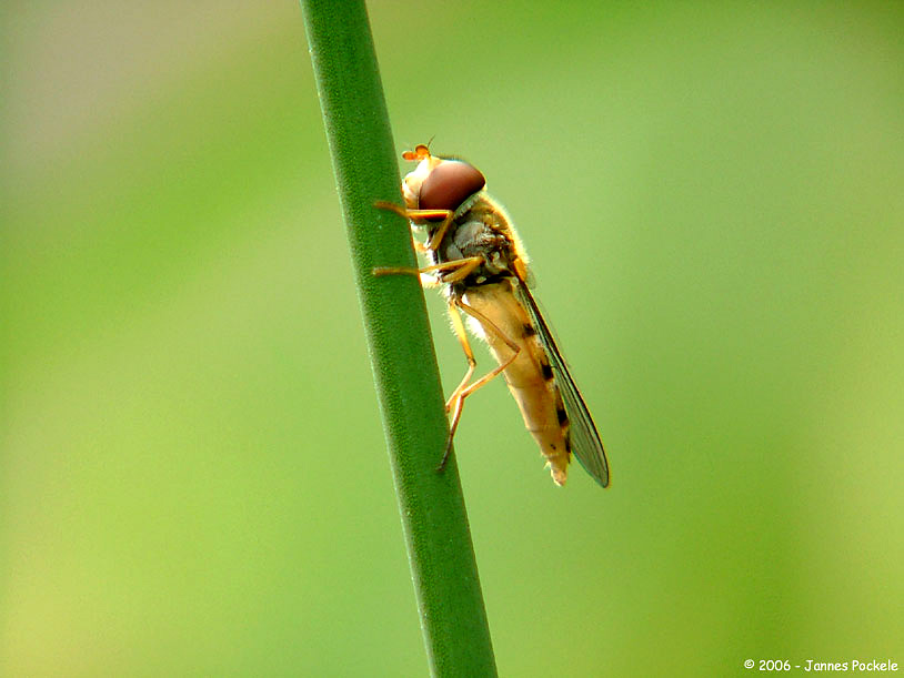 a fly on a stem in front of a green background