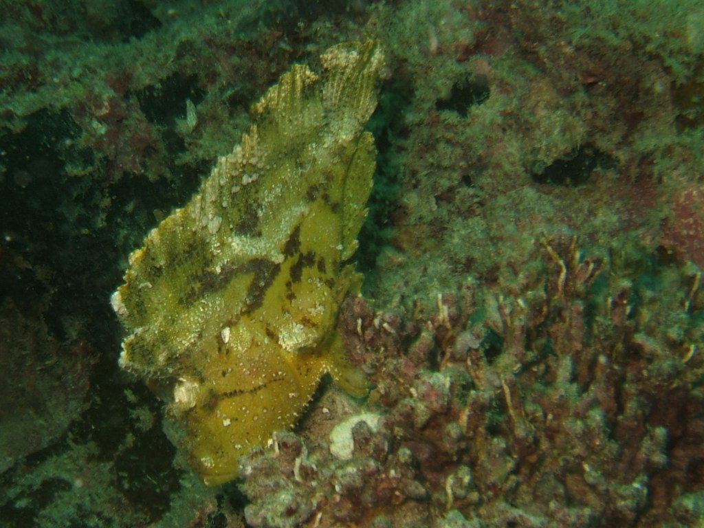 a yellow sea sponge in the water on a coral reef