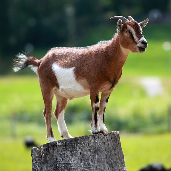 a goat is standing on a wooden post