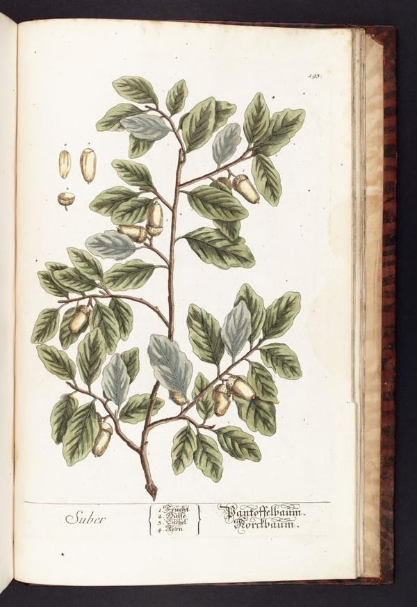 a book opened to an illustration of a tree with nuts and leaves