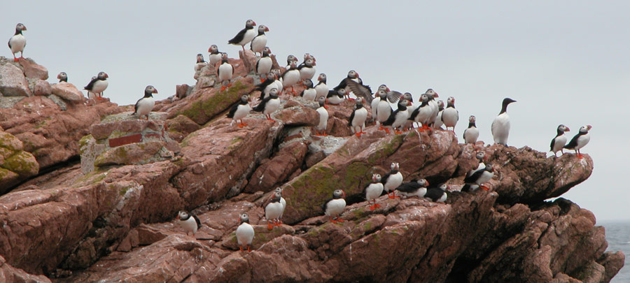 a flock of birds standing on top of a rock formation