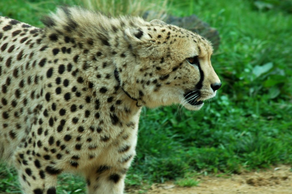 a cheetah walking on a dirt path in grassy area