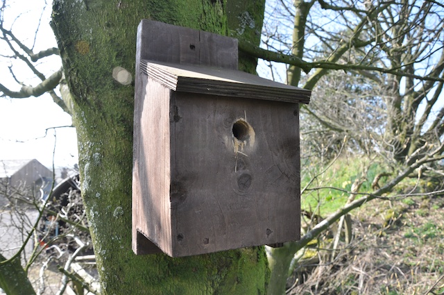 the bird box is on a tree trunk