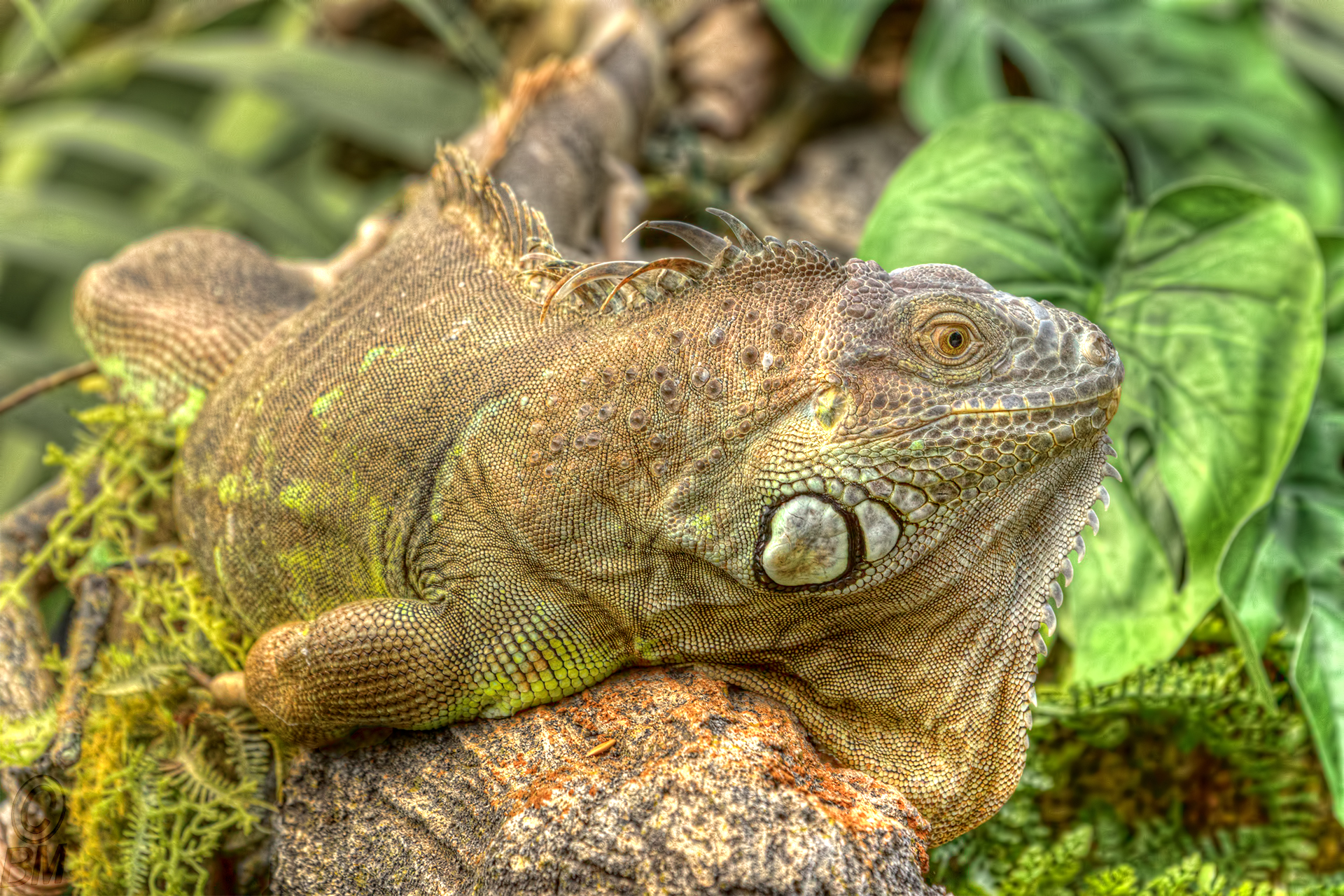 a lizard sitting on the rock of a leaf covered forest