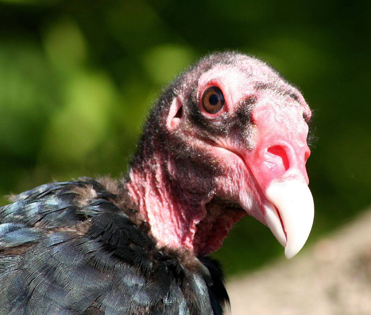 closeup of a close up of a pink and black bird