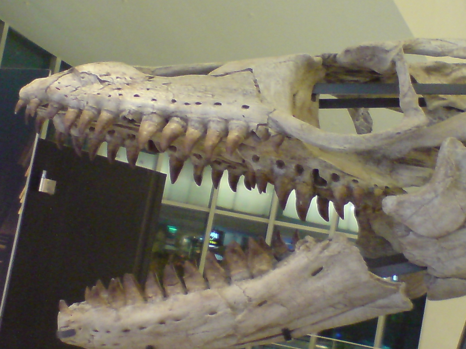 a museum display of dinosaurs with teeth and mouths
