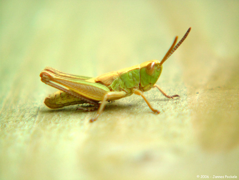 a green and brown bug is laying on some wood