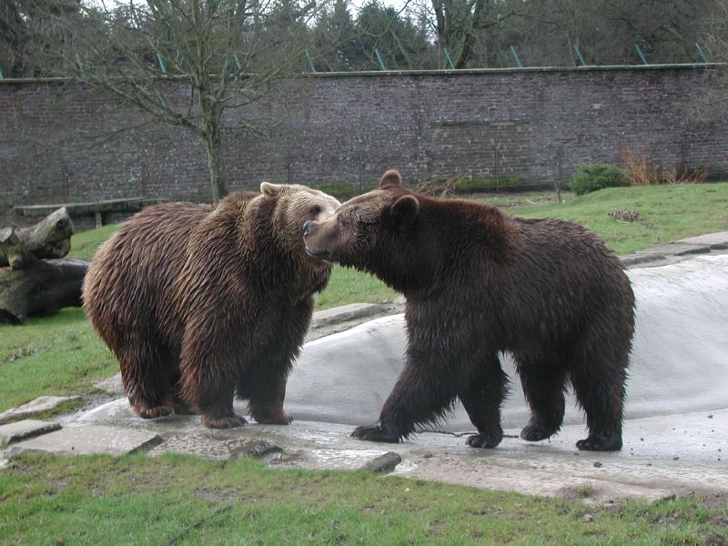 two bears play fighting over food in an exhibit