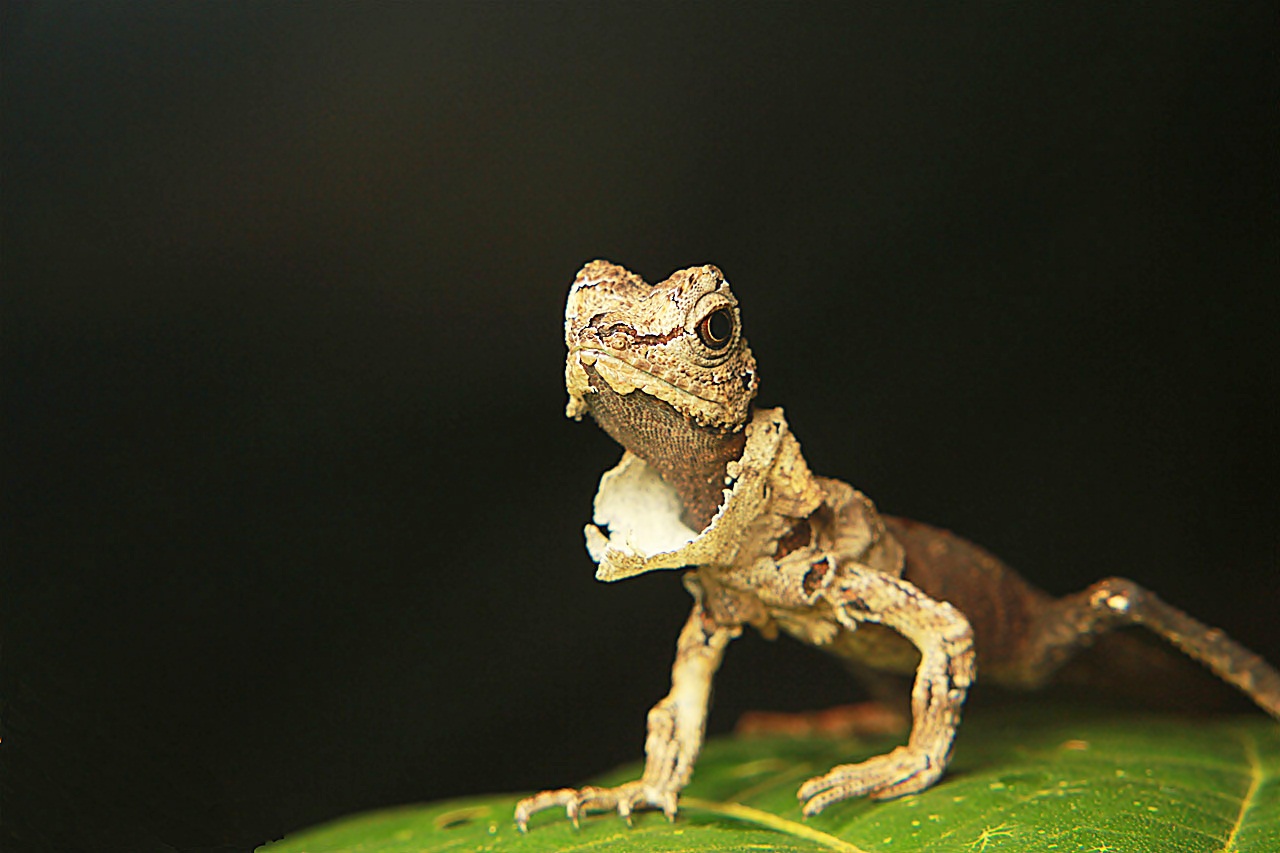 an image of a lizard crawling on top of a leaf