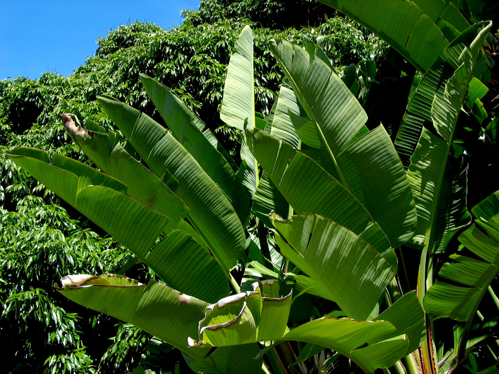 green plants are next to each other in a field