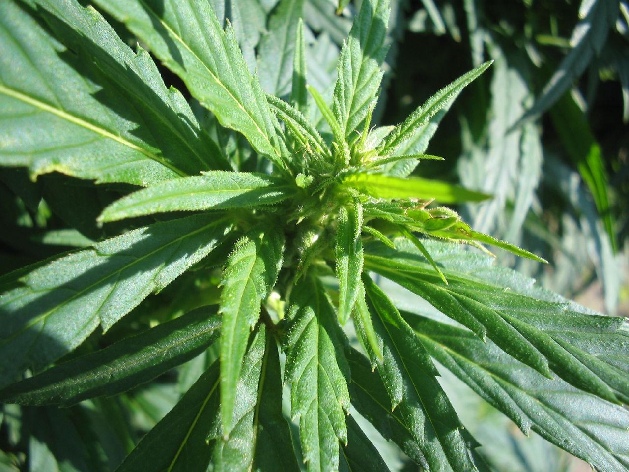 the marijuana plant is turning to dark green