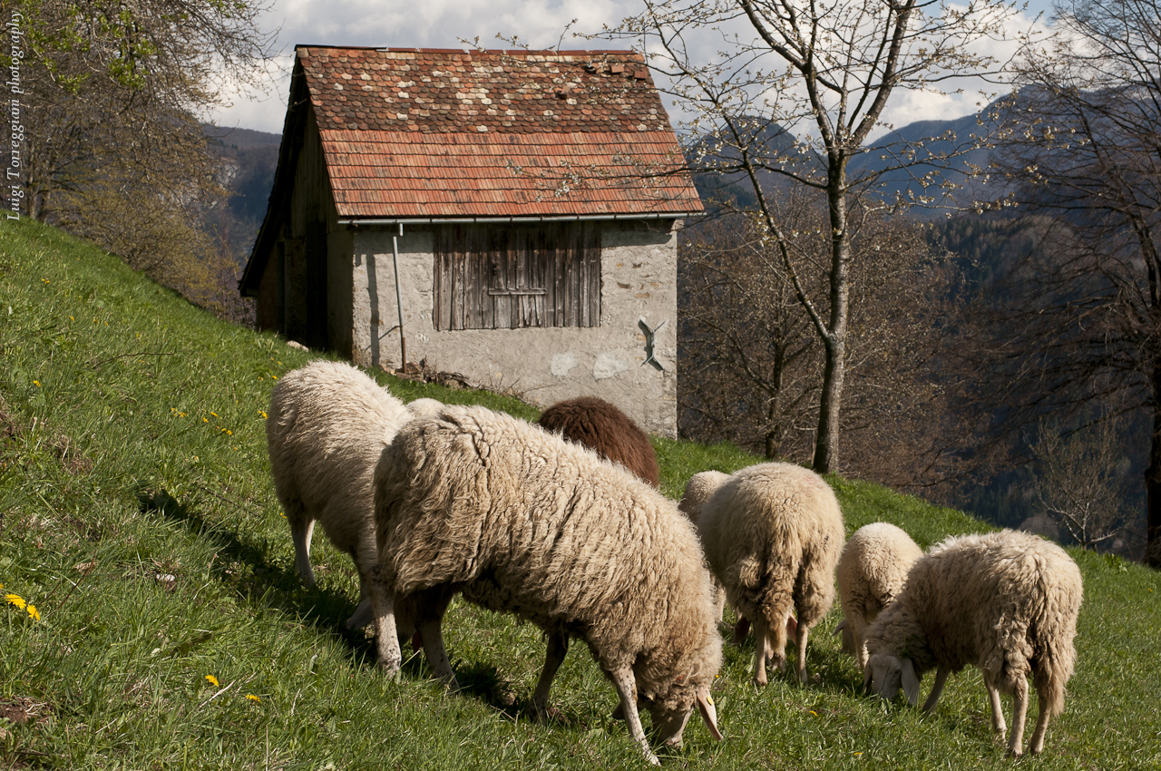 a group of sheep graze in front of a building